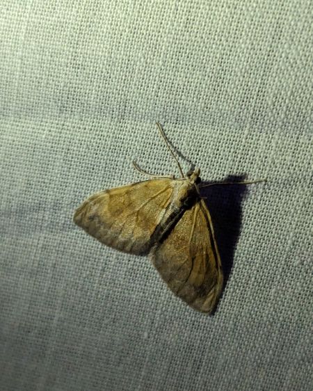 Pennithera firmata 
