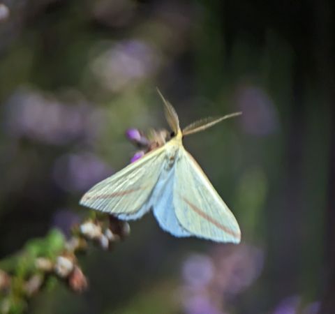 Rhodometra sacraria 