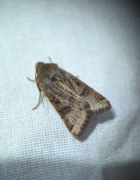 Agrochola lunosa 