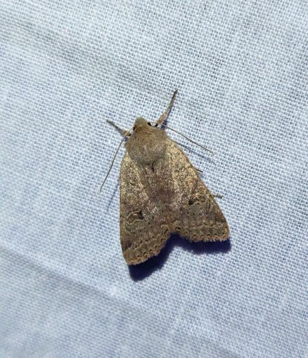 Agrochola laevis 
