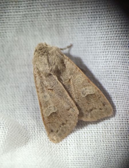 Ammoconia caecimacula 