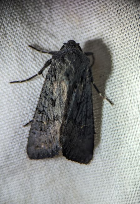 Noctuelle anthracite 