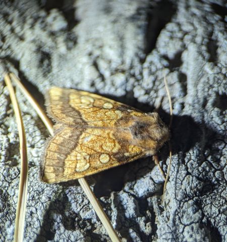 Gortyna flavago 