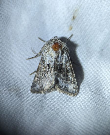 Hecatera bicolorata 