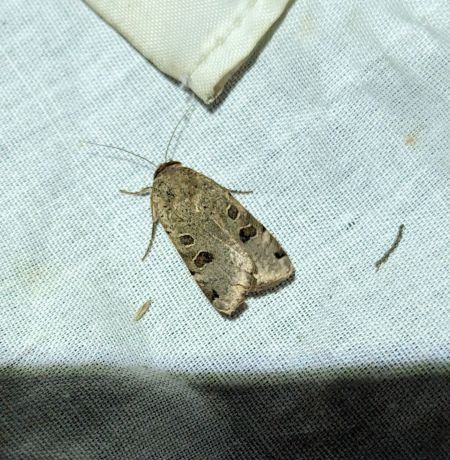 Noctua orbona 