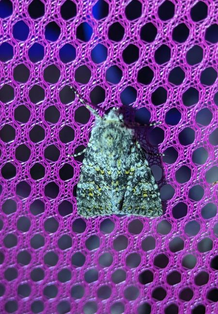 Polymixis xanthomista 