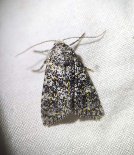 Polymixis xanthomista 