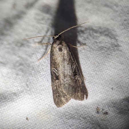Stilbia anomala 