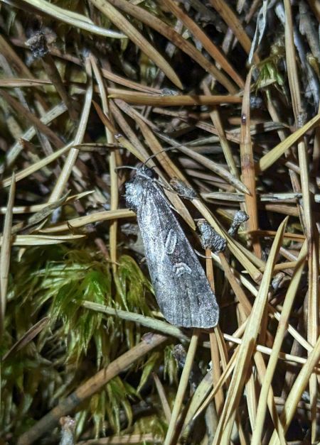 Stilbia anomala 