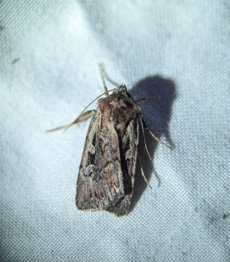 Xestia agathina 