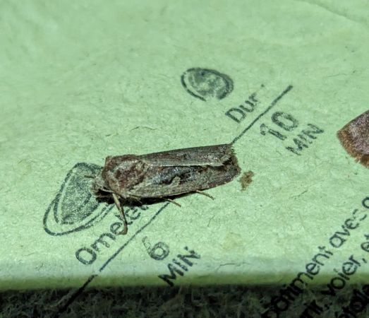 Xestia agathina 