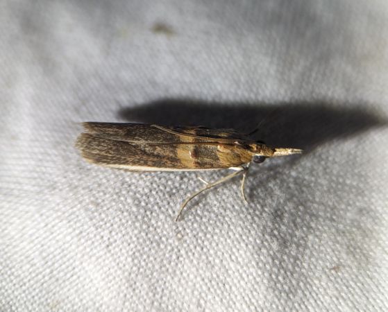 Etiella zinckenella 