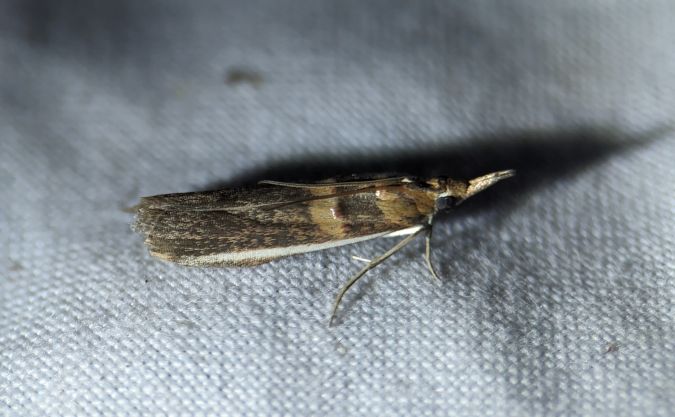 Etiella zinckenella 