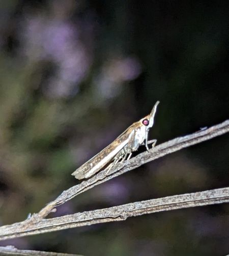 Etiella zinckenella 
