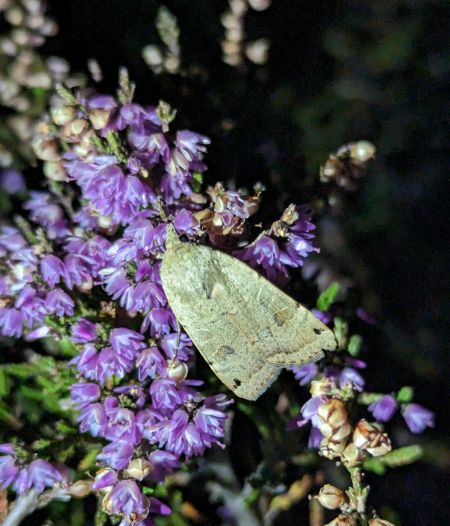 Noctua orbona 