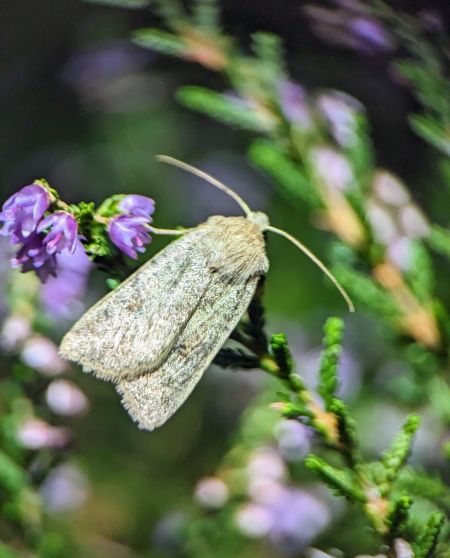 Agrochola laevis 
