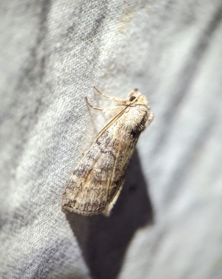 Delayée 