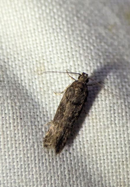Teleiopsis diffinis 