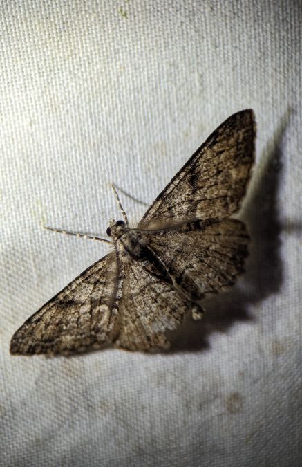 Peribatodes secundaria 