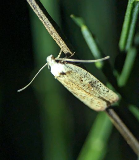 Agonopterix nervosa 