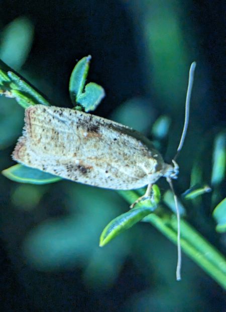 Agonopterix nervosa 