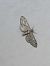 Eupithecia nanata  - Thomas Lux