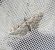 Eupithecia impurata  - Thomas Lux