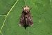 Aedia leucomelas  - Thomas Lux
