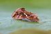 Chrysodeixis chalcites  - Thomas Lux