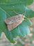 Mesogona acetosellae  - Thomas Lux