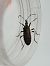 Dicranocephalus agilis  - Thomas Lux