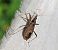 Himacerus apterus  - Thomas Lux