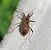 Himacerus apterus  - Thomas Lux