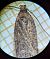 Agonopterix oinochroa 
