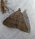 Zanclognatha lunalis 