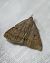 Zanclognatha lunalis 