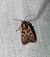 Euxoa obelisca 