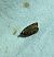 Agonopterix indéterminé 