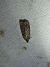 Agonopterix indéterminé 
