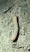 Lycophotia porphyrea 