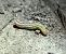 Lycophotia porphyrea 