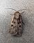 Euxoa obelisca 