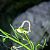 Eupithecia impurata 