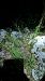 Eupithecia impurata 