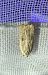 Agonopterix indéterminé 