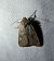 Agrochola laevis 