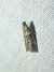 Acrobasis consociella 