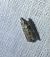 Acrobasis consociella 