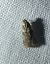 Acrobasis consociella 