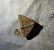 Zanclognatha lunalis 